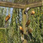 Roodruggen 2025, Meerdere dieren, Parkiet, Geringd