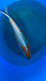 Japanse koi +40cm, Karper of Koi