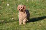 Chiots Cockapoo à vendre, 15 semaines à 1 an, Étranger, Parvovirose, Autres races