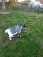 Dwerggeit bok, Dieren en Toebehoren, Schapen, Geiten en Varkens