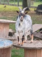 Dwerggeit, Dieren en Toebehoren, Schapen, Geiten en Varkens