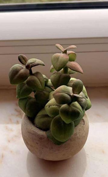 Kleine jadeboom van het plantentype „Maisons du Monde”. beschikbaar voor biedingen