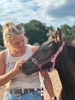 Merrie veulen te koop, Dieren en Toebehoren, Ophalen, Nieuw