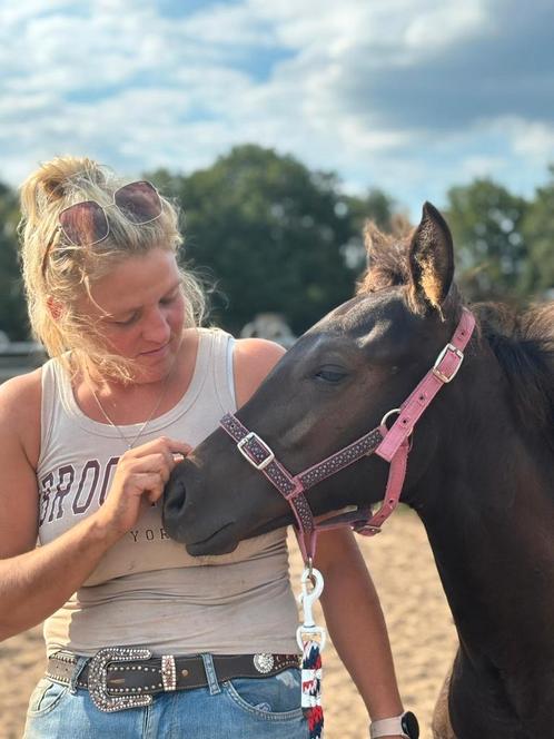 Merrie veulen te koop, Dieren en Toebehoren, Paarden en Pony's | Verzorgingsproducten, Nieuw, Ophalen