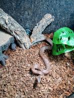 Boa Candoia carinata Paulsoni  2022 ( Vrouwtje  ), Dieren en Toebehoren, Reptielen en Amfibieën, Slang, Tam, 3 tot 6 jaar