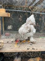 Brahma haantje, Dieren en Toebehoren, Mannelijk, Kip