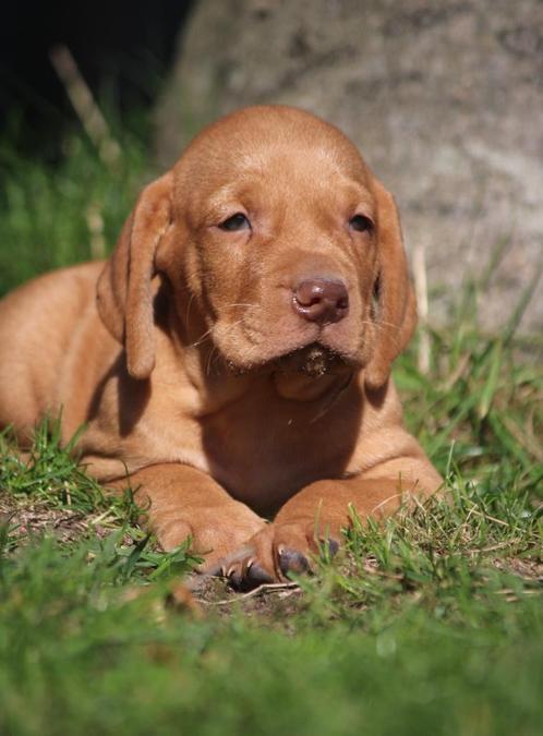 Vizsla, Dieren en Toebehoren, Honden | Setters en Staande honden, Meerdere dieren, Overige rassen, Fokker | Professioneel, Meerdere