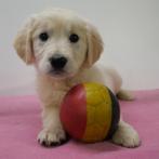 Golden Retriever - Belgische pups te koop, Dieren en Toebehoren, Golden retriever, België, Handelaar, CDV (hondenziekte)