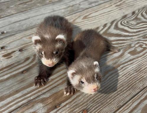 Jeune fureton males a reserver, Dieren en Toebehoren, Knaagdieren, Vrouwelijk, Fret, Juli, Tam