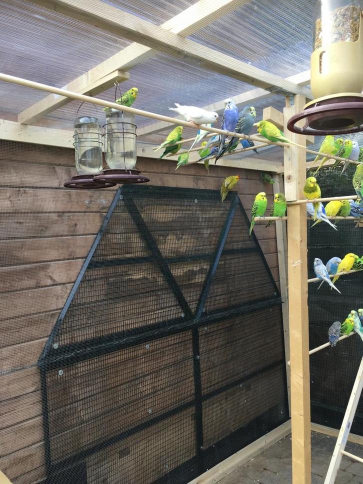 BEWEZEN KWEEKKOPPELS GRASPARKIETEN NU 18 EURO/KOPPEL, Dieren en Toebehoren, Vogels | Parkieten en Papegaaien, Parkiet, Meerdere dieren