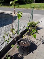 vijgeboom in pot, Ophalen, Lente, In pot, 100 tot 250 cm
