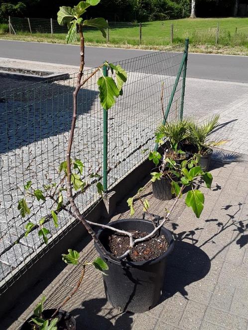vijgeboom in pot, Tuin en Terras, Planten | Fruitbomen, Vijgenboom, 100 tot 250 cm, Halfschaduw, Lente, In pot, Ophalen