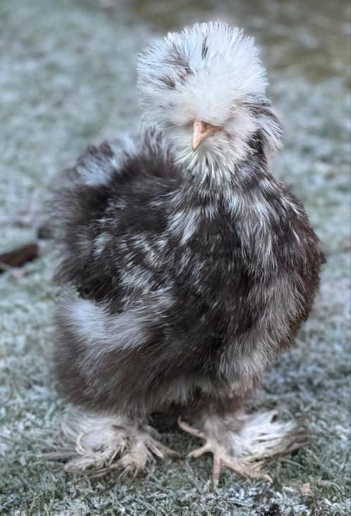 🥚Broedeieren USA Zijdehoen /ook 🐥 beschikbaar !, Dieren en Toebehoren, Pluimvee, Kip
