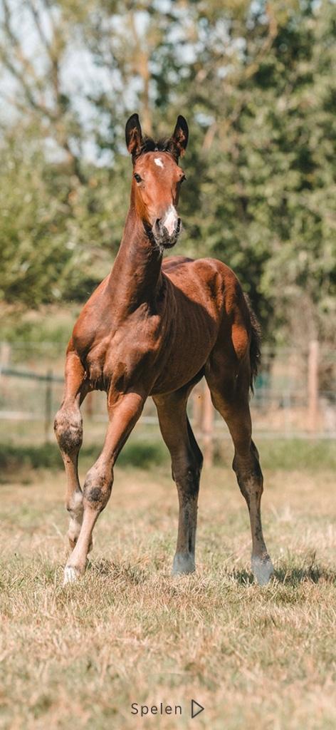 Taloubet Z veulen uit moederlijn van Trixie Z (1m60), Dieren en Toebehoren, Paarden, Hengst, Onbeleerd, 165 tot 170 cm, 0 tot 2 jaar