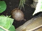 Gezocht  doos schildpad, Animaux & Accessoires, Reptiles & Amphibiens, Tortue