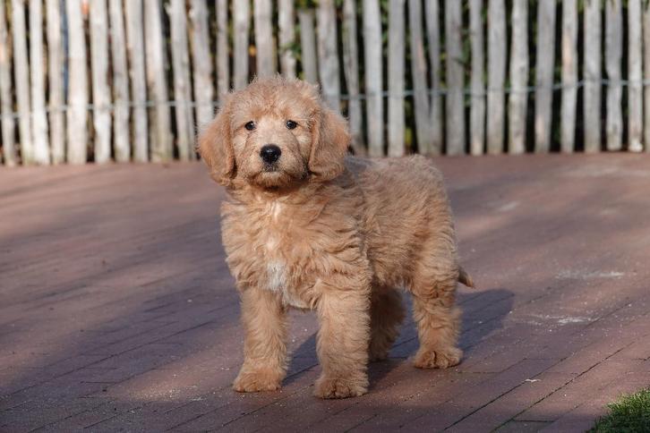 Adorable chiots Labradoodle de taille moyenne, avec pedigree, Animaux & Accessoires, Chiens | Retrievers, Épagneuls & Chiens d'eau