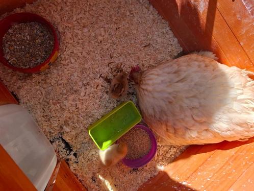 Gratis bevruchte cochin eitjes, Dieren en Toebehoren, Pluimvee, Kip, Geslacht onbekend