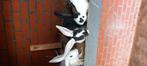 Reuze lotharinger vlinder, Vrouwelijk, Groot, 0 tot 2 jaar