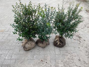Osmanthus Burkwoodii beschikbaar voor biedingen