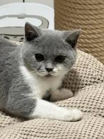Brits korthaar, Dieren en Toebehoren, Katten en Kittens | Raskatten | Korthaar, Gechipt