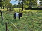 A-pony bomproof, Dieren en Toebehoren, Gechipt, Ruin, Niet van toepassing, A pony (tot 1.17m)