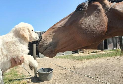 Golden retriever pups reuke groeit huiselijk liefdevol op., Dieren en Toebehoren, Honden | Retrievers, Spaniëls en Waterhonden