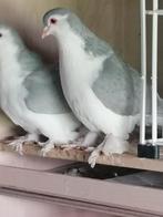 Prachtig koppeltje zilver blauwe Lahore's, Animaux & Accessoires, Oiseaux | Pigeons