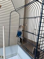 Ficheri, Dieren en Toebehoren, Vogels | Parkieten en Papegaaien, Geslacht onbekend, Dwergpapegaai of Agapornis