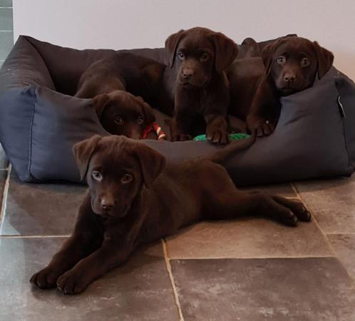 choco bruine labrador pups, Dieren en Toebehoren, Honden | Retrievers, Spaniëls en Waterhonden, Meerdere dieren, Labrador retriever