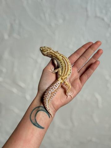 Snow albino luipaardgekko kweekvrouw beschikbaar voor biedingen