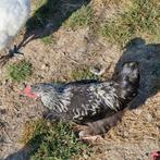 Marans Haan, Dieren en Toebehoren, Mannelijk, Kip