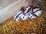 jonge reuzevlinder konijnen, Dieren en Toebehoren, Meerdere dieren, Groot, 0 tot 2 jaar
