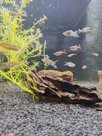 Danio zebra longfin locatie maastricht