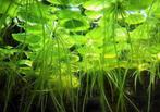 Zeer sterke stekjes aquariumplanten te koop
