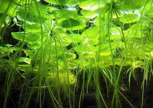 Zeer sterke stekjes aquariumplanten te koop, Dieren en Toebehoren, Vissen | Aquariumvissen