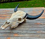 Schedel buffel, Verzamelen, Dierenverzamelingen, Ophalen, Zo goed als nieuw, Schedel