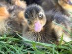 Jonge loopeendjes te koop, Dieren en Toebehoren