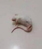 Diepvries muizen en ratten voordelig bij csreptiles Venlo, Animaux & Accessoires, Reptiles & Amphibiens