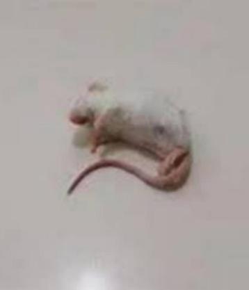 Diepvries muizen en ratten voordelig bij csreptiles Venlo 