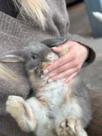 Lief Minilop konijn ram met blauwe ogen, Dieren en Toebehoren, Groot