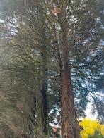 Hout (ca 30 bomen die geveld gaan worden) te koop, Ophalen, Overige houtsoorten, Stammen