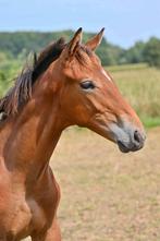 HENGSTVEULEN 2025, Dieren en Toebehoren, Paarden, Hengst, Springpaard, Met stamboom, 0 tot 2 jaar