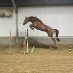 5 jarige merrie - Richbourg x Parco, Dieren en Toebehoren, Merrie, Springpaard, B, Gechipt