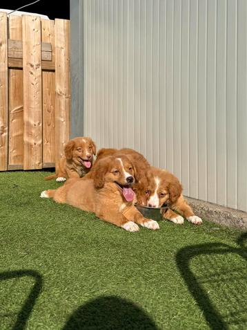 Prachtige Nova scotia duck tolling retriever pups beschikbaar voor biedingen