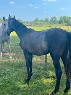 Top jaarling!, Dieren en Toebehoren, Paarden, Springpaard, Gechipt, Niet van toepassing, 0 tot 2 jaar