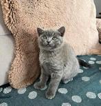 One kitten 250€, Meerdere dieren, 0 tot 2 jaar