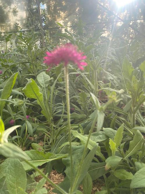 Knautia mecedonica, Vaste Plant, Jardin & Terrasse, Plantes | Jardin, Plante fixe, Plein soleil, Enlèvement ou Envoi