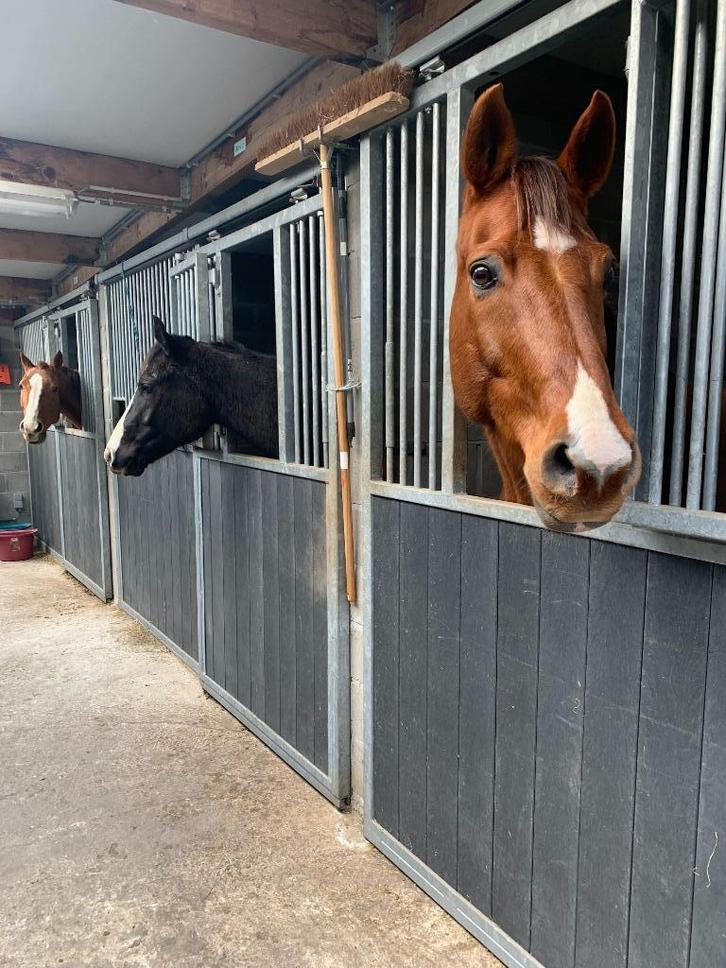 Paardenstallen te huur, Dieren en Toebehoren, Stalling en Weidegang, Stalling, Weidegang, Accessoires, 4 paarden of pony's of meer