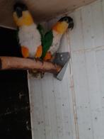 Koppel zwartkop caiques, Dieren en Toebehoren, Vogels | Parkieten en Papegaaien, Geringd
