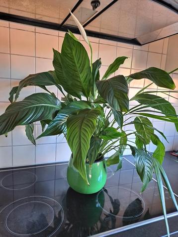 Mooie grote lepelplant of spathiphyllum ,hoogte 65 cm beschikbaar voor biedingen